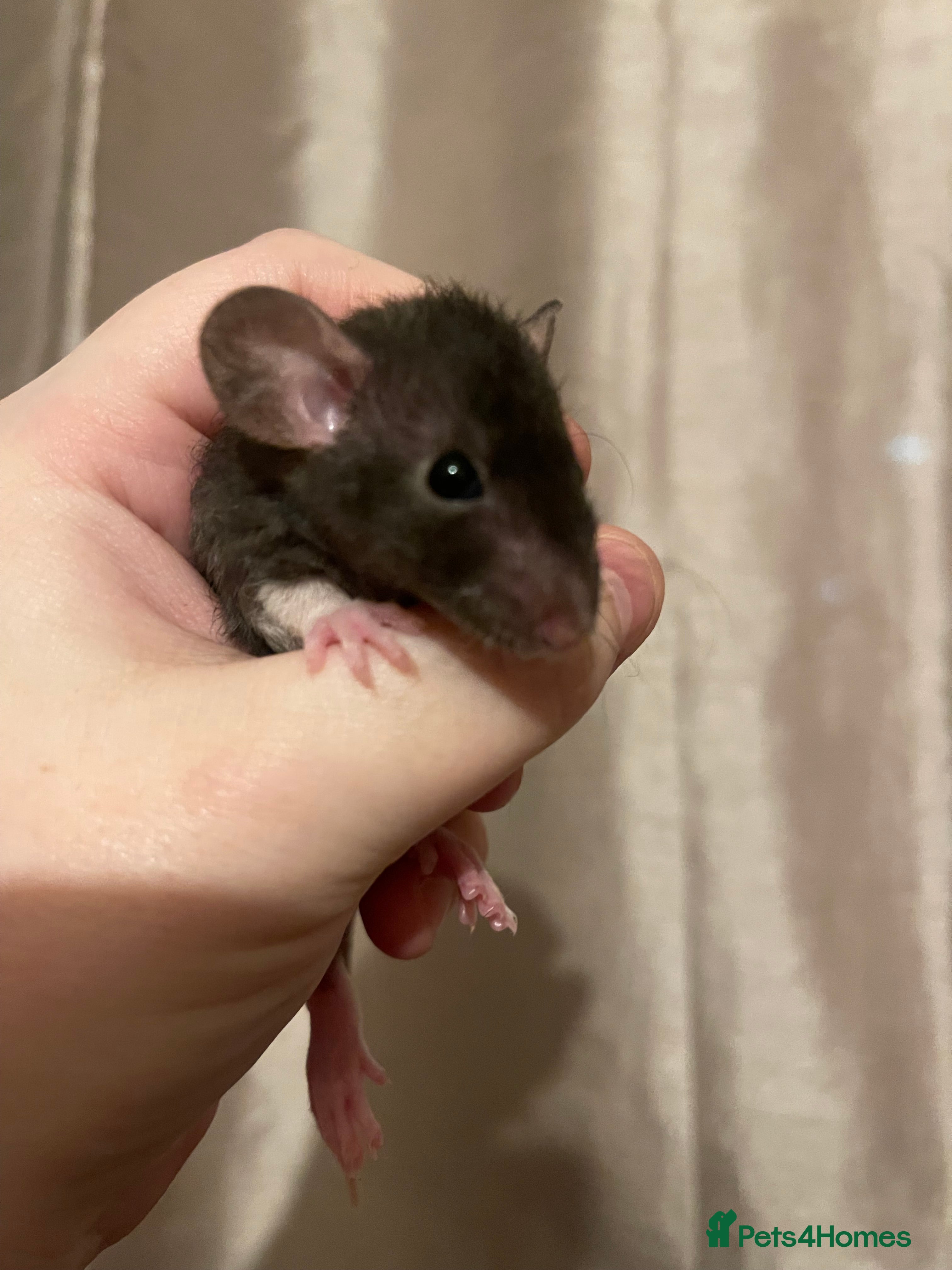 Rat rodents Rats looking for 5* homes only  - Advert 18