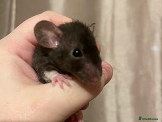 Rat rodents Rats looking for 5* homes only - Advert 18
