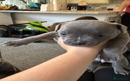 Mixed Breed dogs for sale: French bulldog x American staff - Image 18