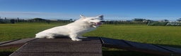 White Swiss Shepherd dogs for sale: Beautiful white Swiss shepherd  - Advert 1
