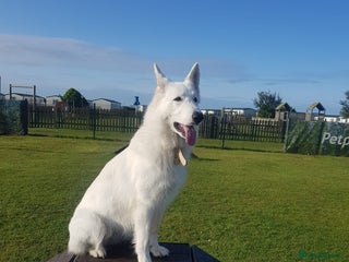 White Swiss Shepherd dogs Beautiful white Swiss shepherd - Advert 3
