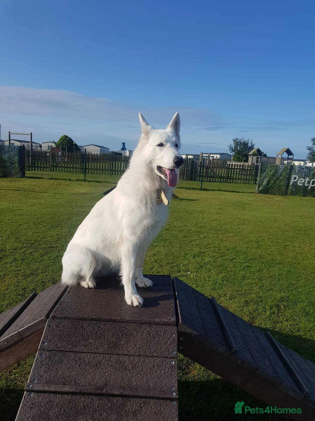White Swiss Shepherd dogs for sale: Beautiful white Swiss shepherd  - Advert 4
