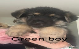German Shepherd dogs for sale: German Shepherd Puppies in Edinburgh - Image 10