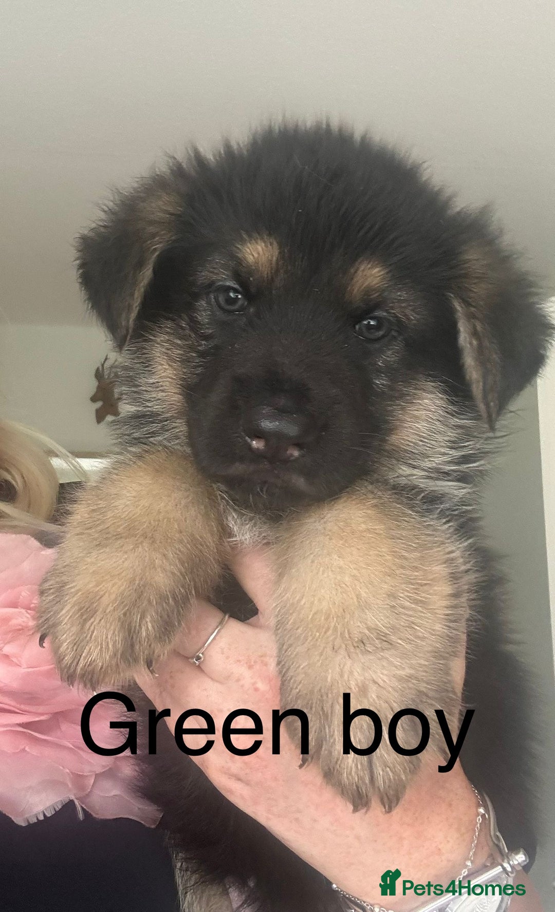 German Shepherd dogs for sale: German Shepherd Puppies in Edinburgh - Image 10