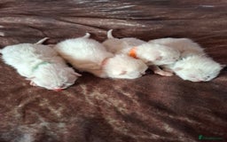 British Shorthair cats for sale: 4 Male British Shorthair Kittens For Sale - Image 7