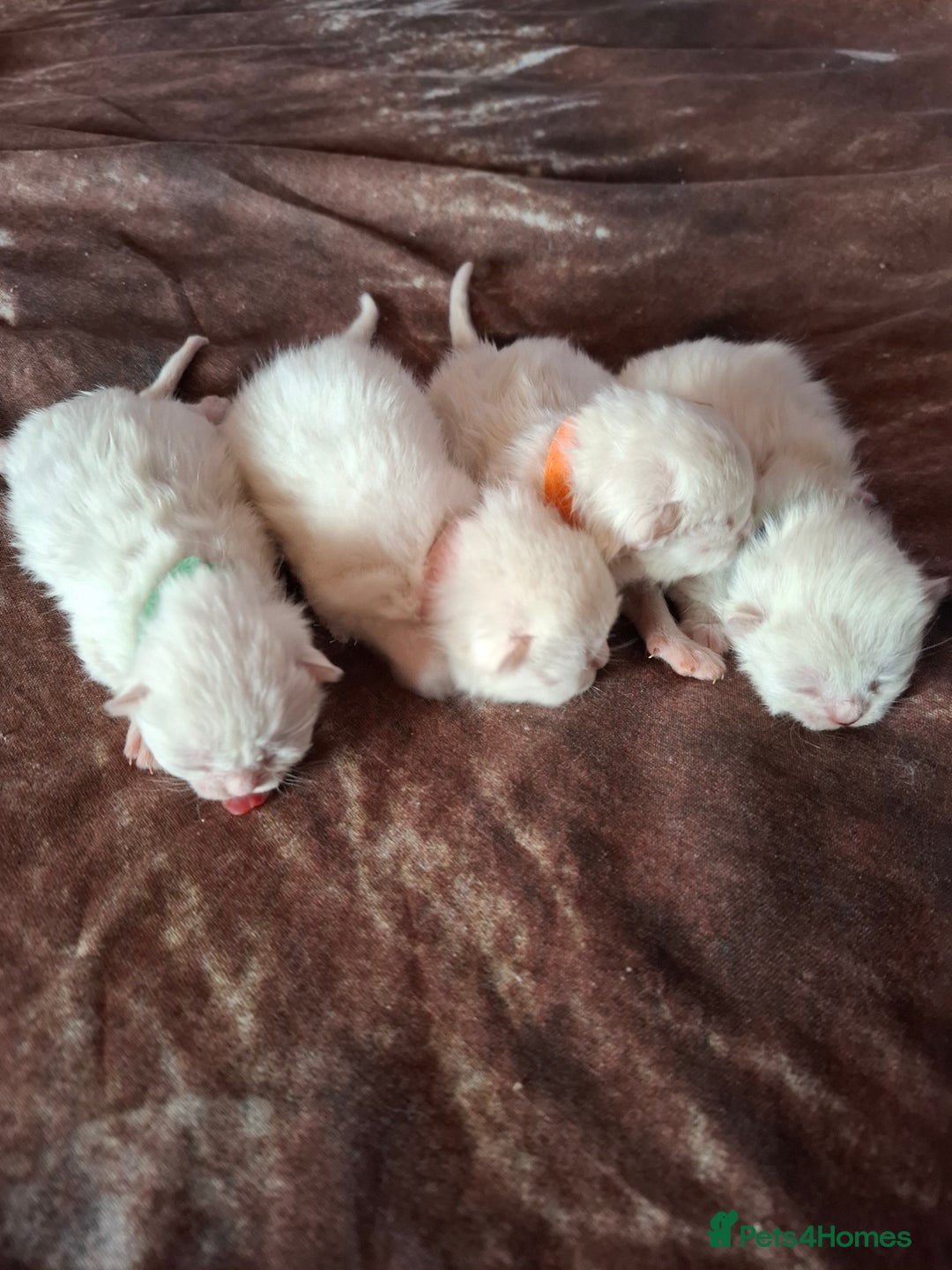 British Shorthair cats for sale: 4 Male British Shorthair Kittens For Sale - Image 7