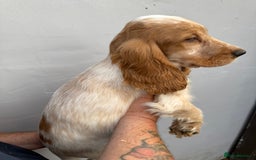 Cocker Spaniel dogs for sale: Fabulous Cocker Spaniel Pupies - Image 20