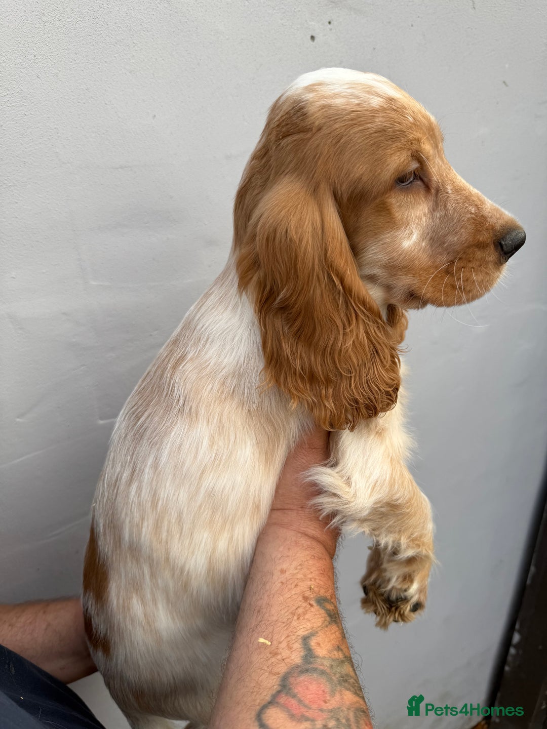 Cocker Spaniel dogs for sale: Fabulous Cocker Spaniel Pupies - Image 20