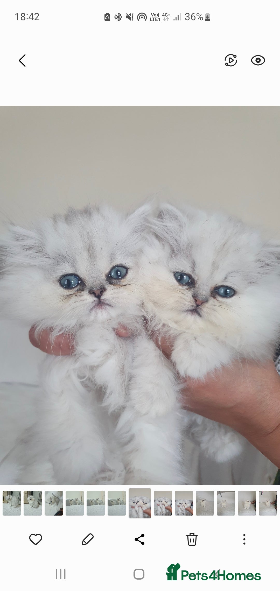 Persian cats Playful chunky ready to go!  - Advert 2