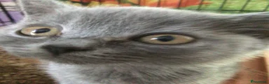 British Shorthair 2
