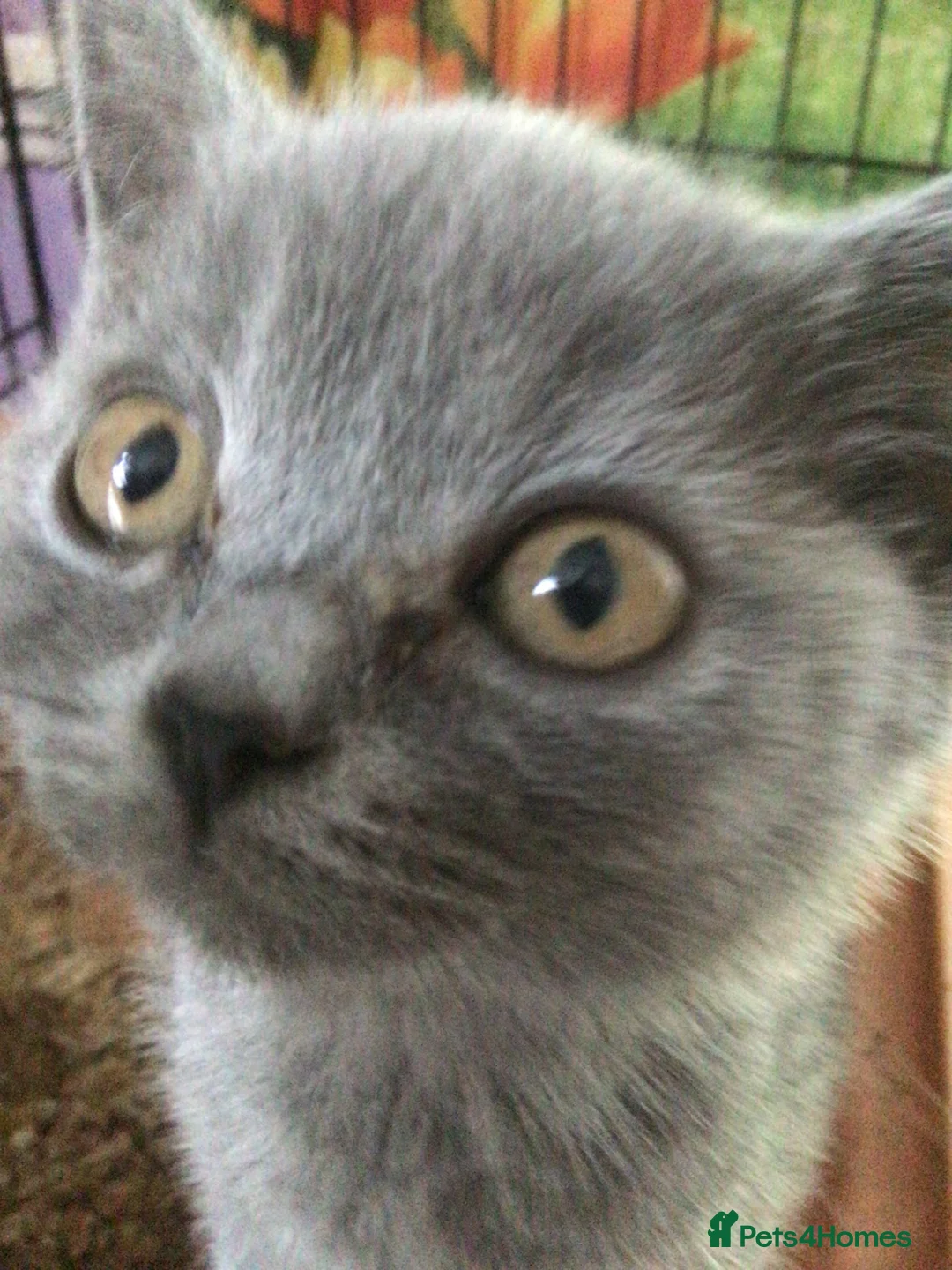British Shorthair cats for sale: Beautiful British blue  - Advert 2