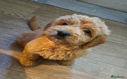 Goldendoodle dogs for sale: Adorable F1 Goldendoodle Puppies — Ready Now! - Image 5