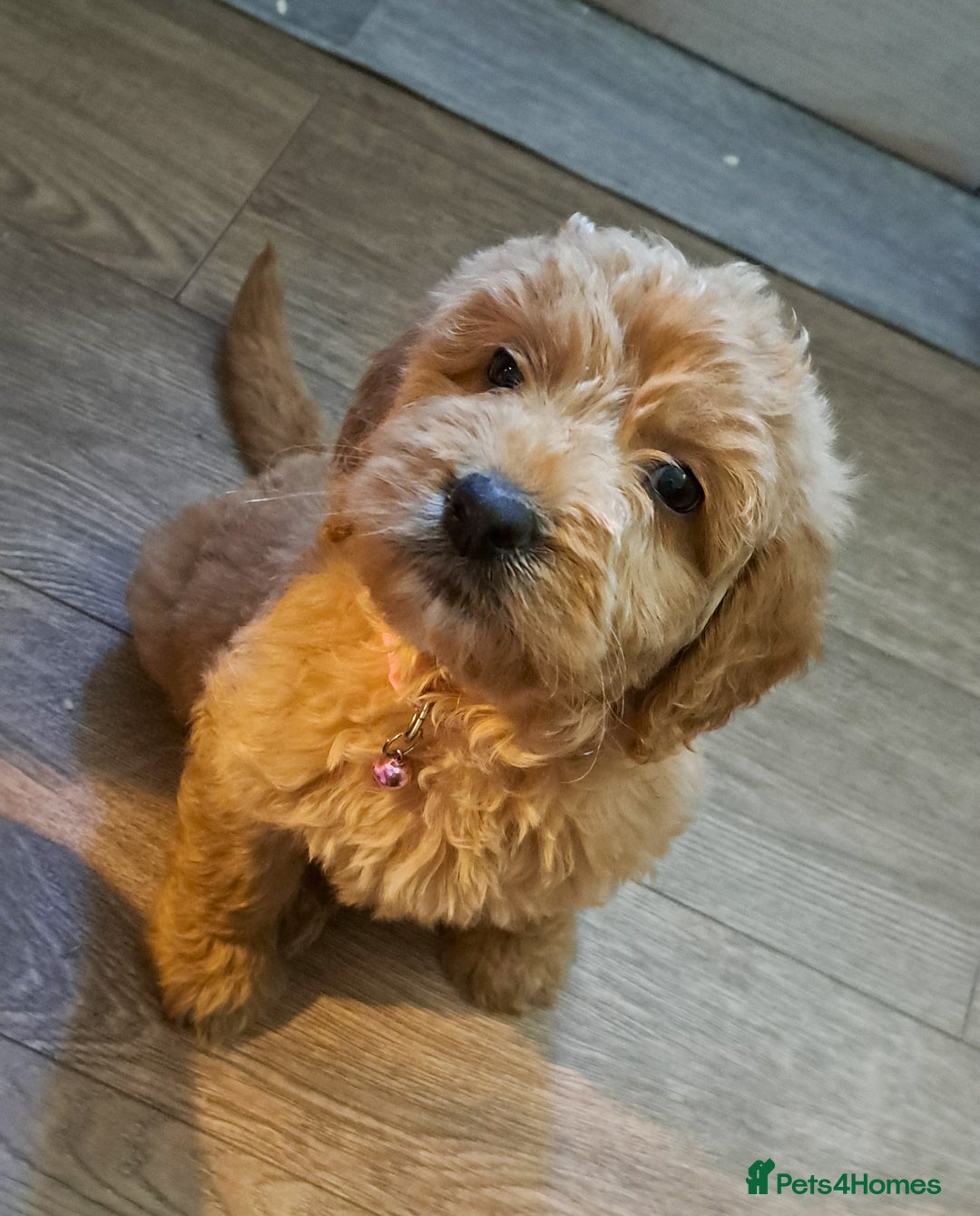 Goldendoodle dogs for sale: Adorable F1 Goldendoodle Puppies — Ready Now! - Image 5