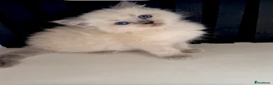 Ragdoll 1