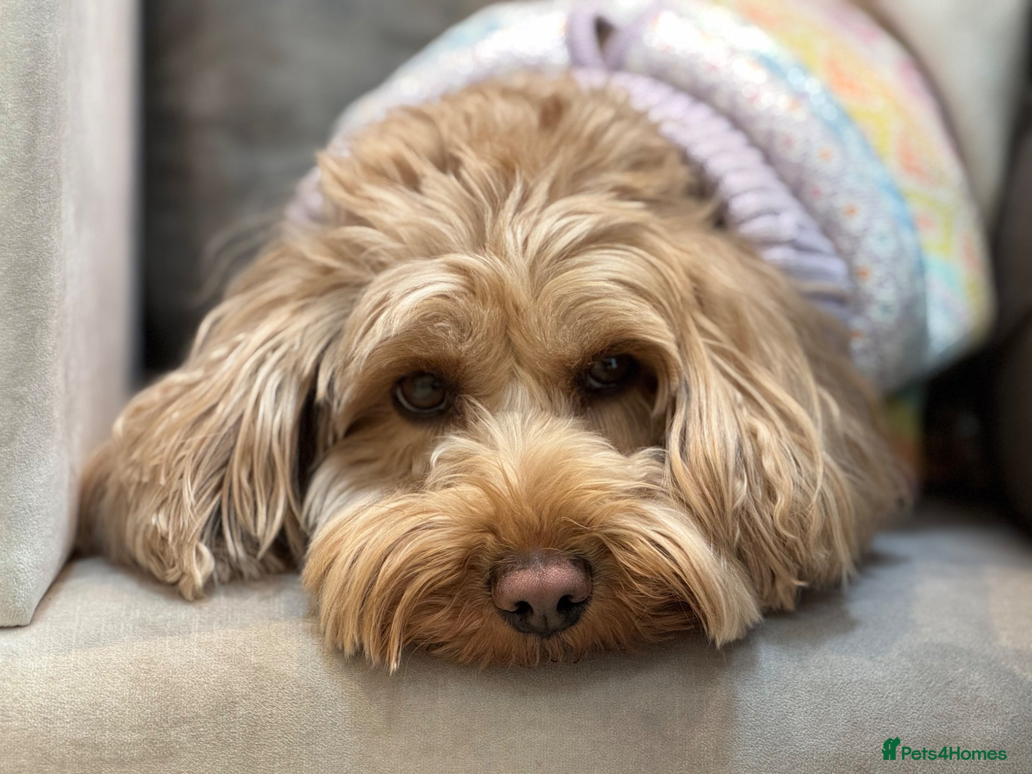 Cockapoo dogs Toy Cockapoo’s due 27th April  - Advert 1