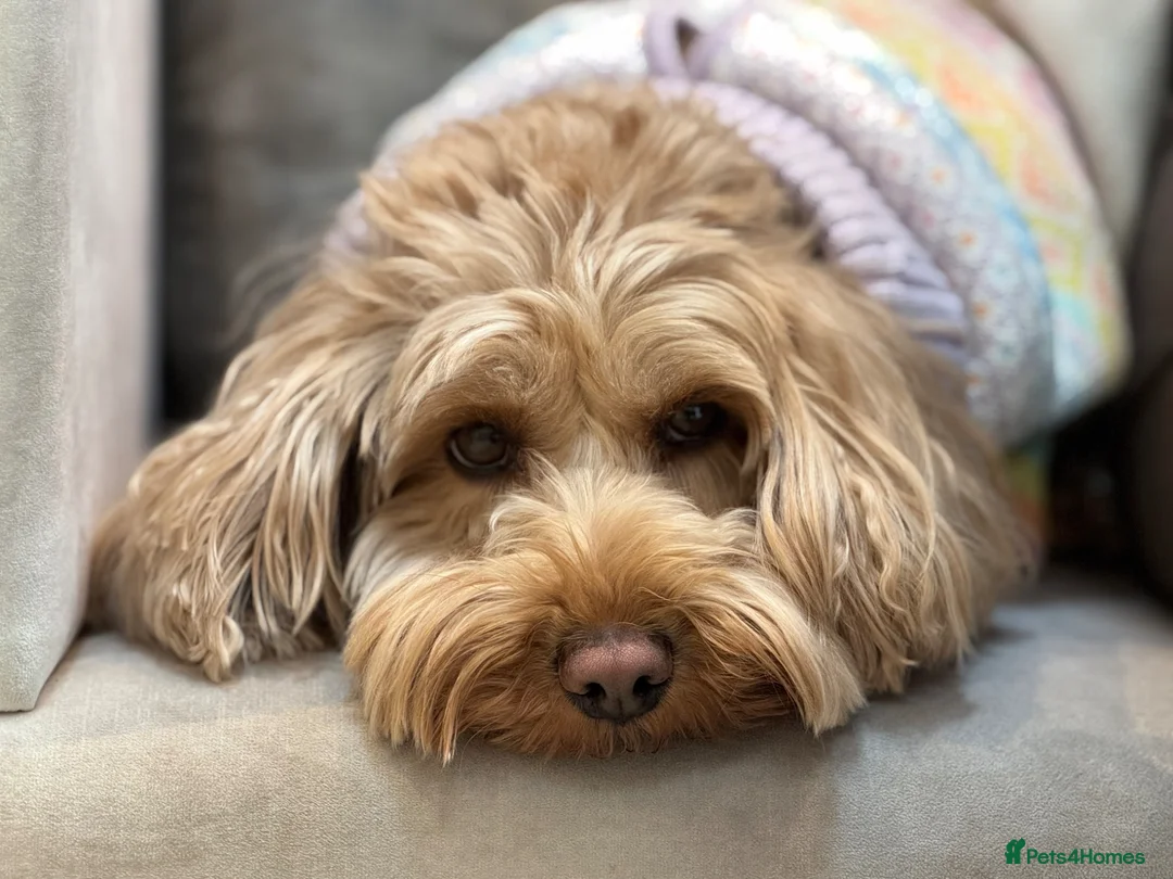 Cockapoo dogs for sale: Toy Cockapoo’s due 27th April  in Gainsborough - Advert 1