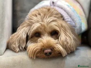 Cockapoo dogs Toy Cockapoo’s due 27th April - Advert 1