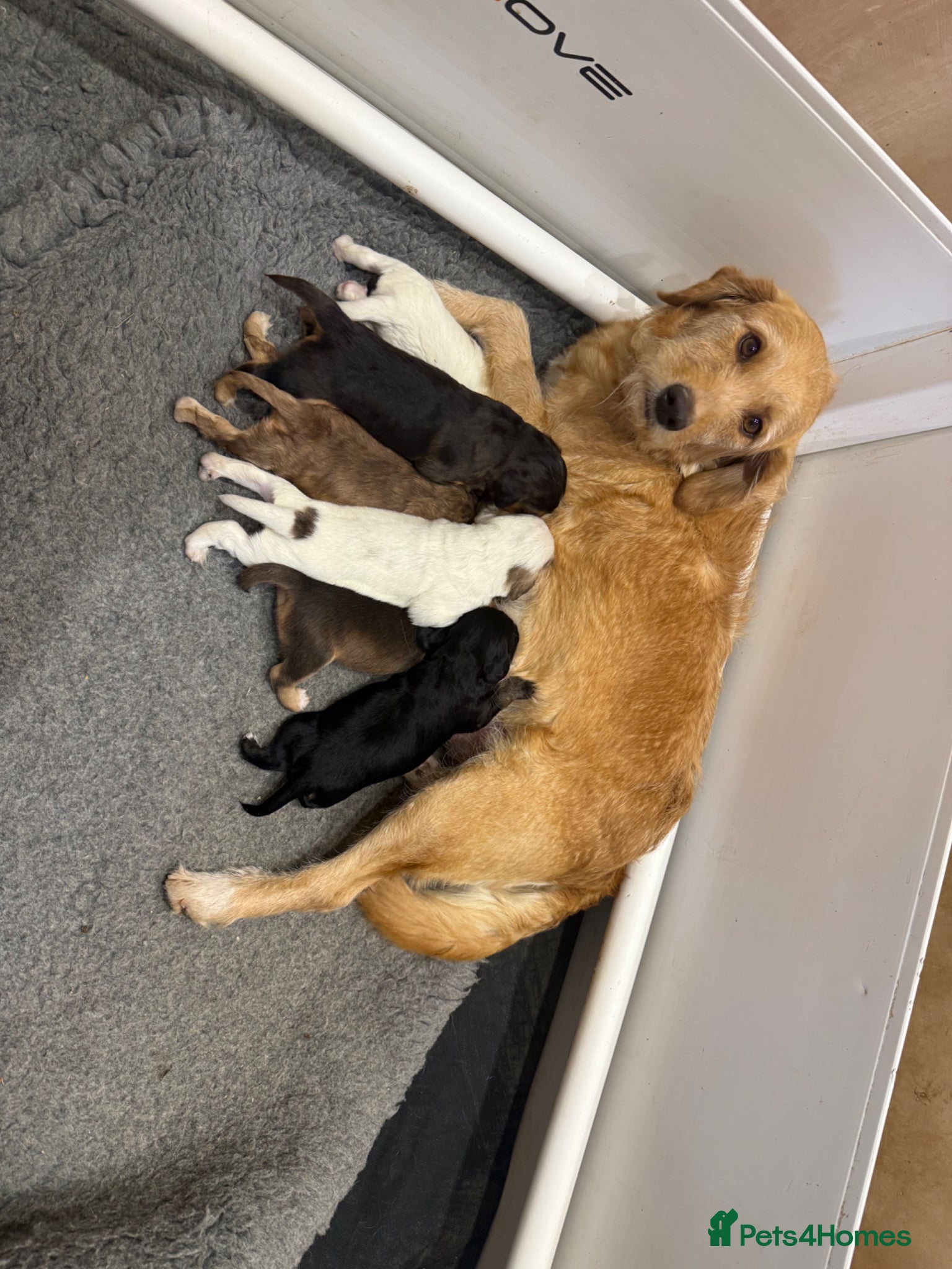Mixed Breed dogs Beautiful litter of Australian Labradoodles  - Advert 2