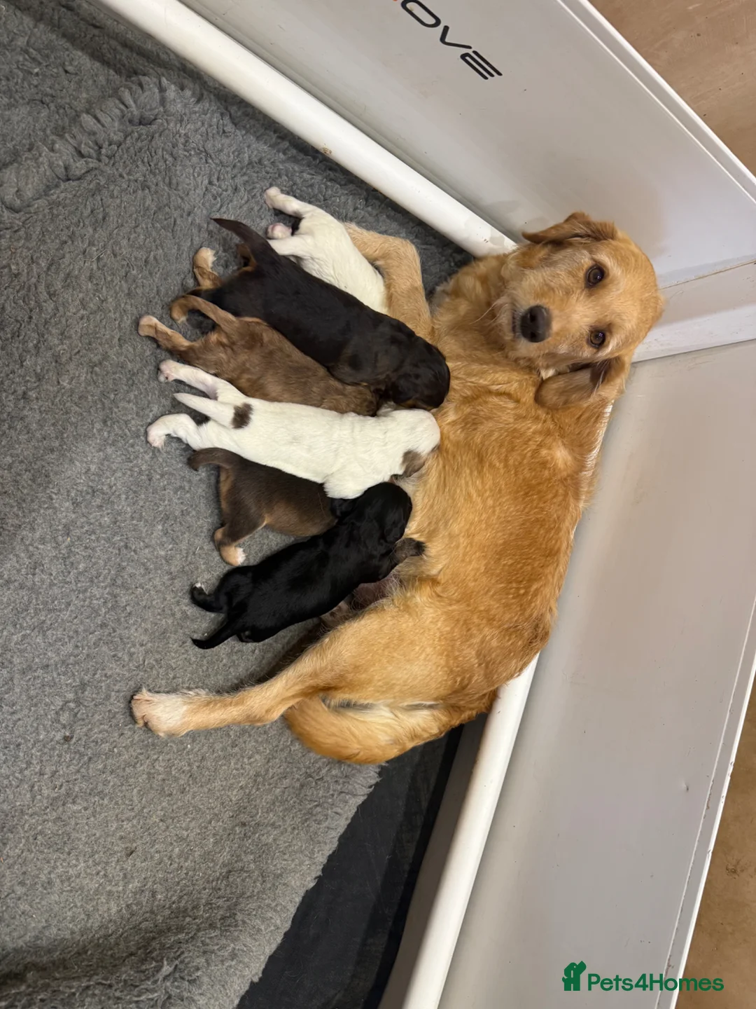 Mixed Breed dogs for sale: Beautiful litter of Australian Labradoodles  in Battle - Advert 1