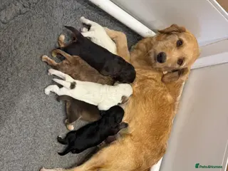 Mixed Breed dogs Beautiful litter of Australian Labradoodles - Advert 13