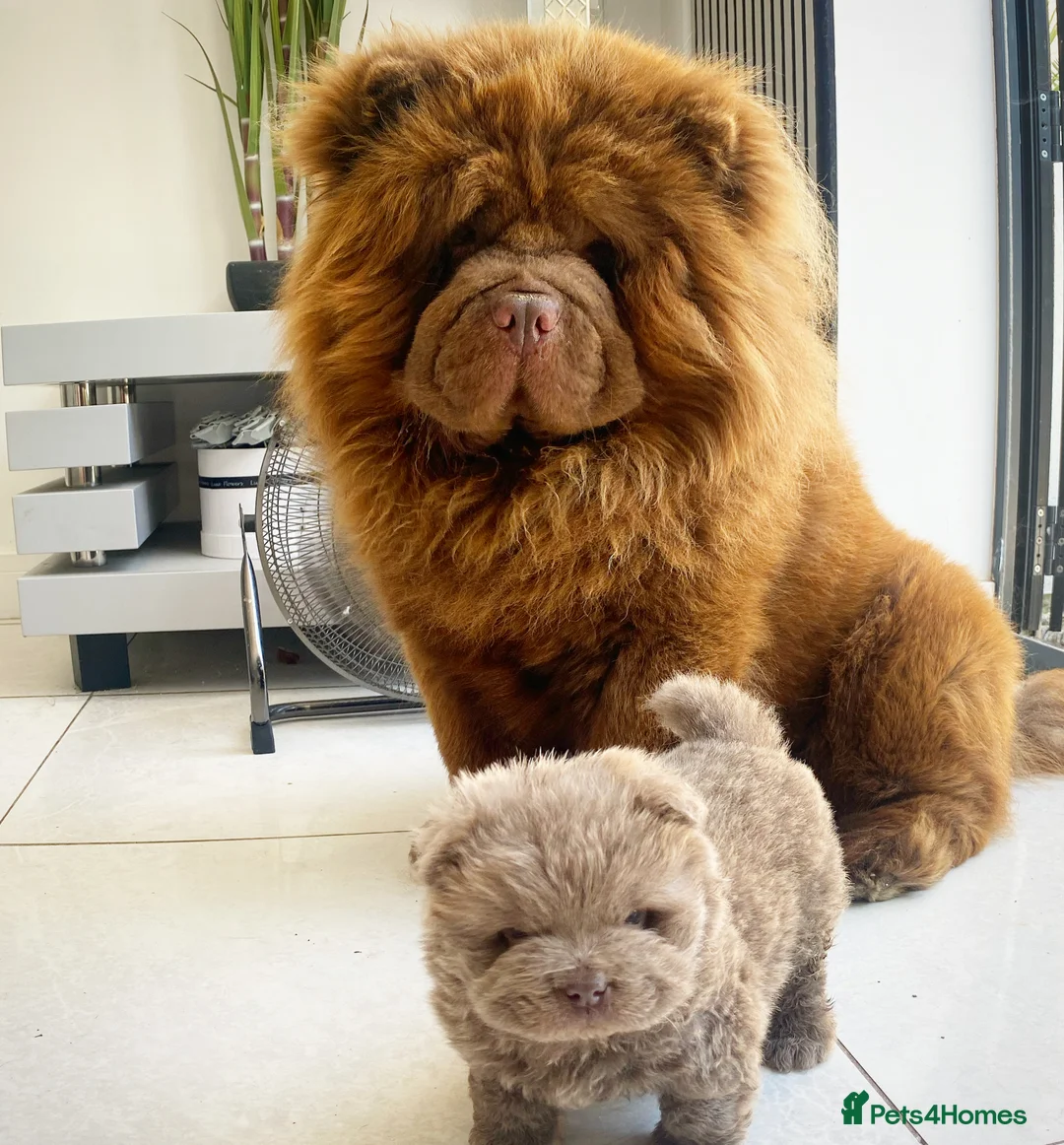 Chow Chow dogs for stud: HERSHEY the famous chocolate carrying blue. in Cheltenham - Advert 15