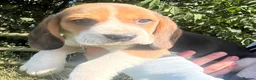 Beagle dogs for sale: Beautiful Pedigree Beagle Puppies, Ready Now  - Advert 12