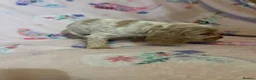 Cocker Spaniel dogs for sale: Beautiful show type cocker spaniel puppies in Dover - Advert 18