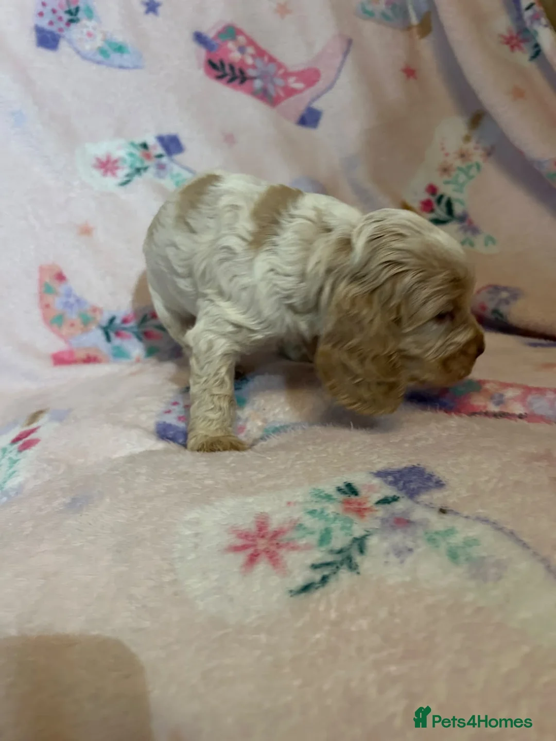 Cocker Spaniel dogs for sale: Beautiful show type cocker spaniel puppies in Dover - Advert 18