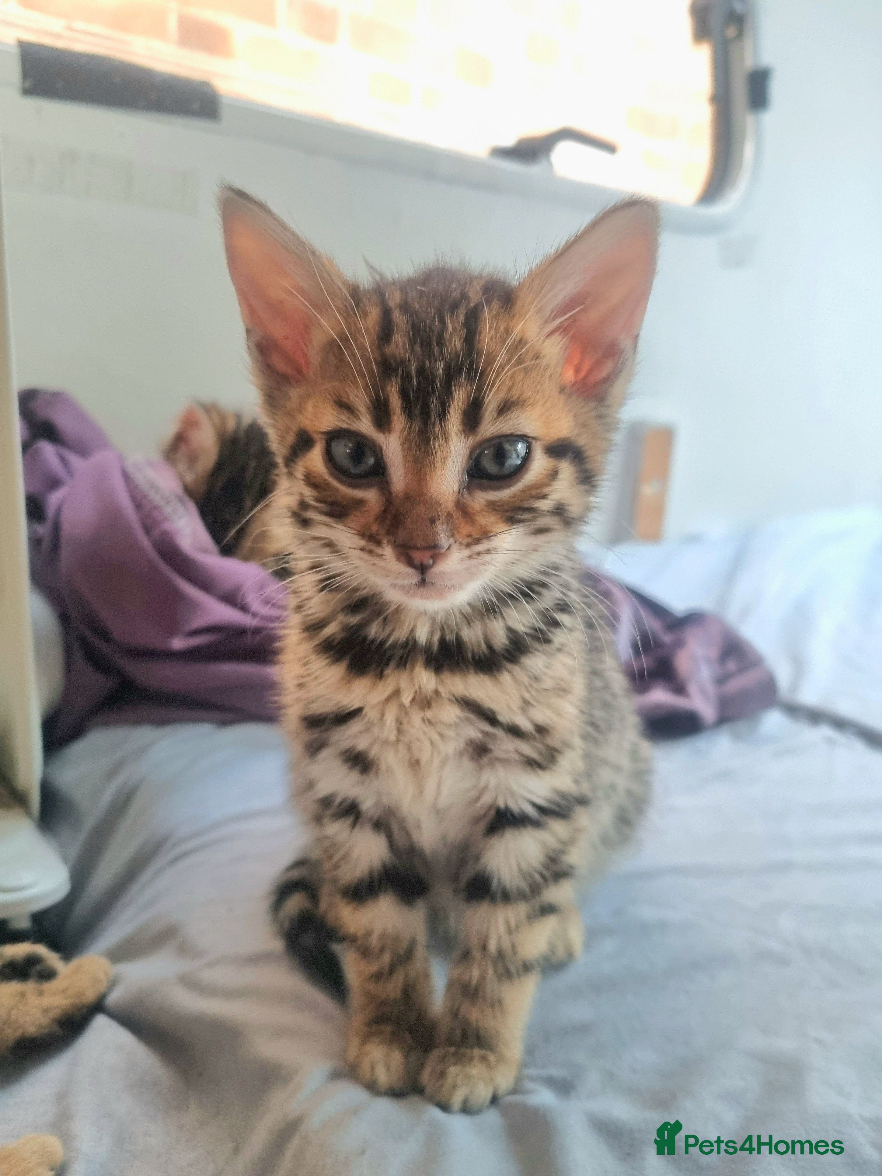 Bengal cats 4 Bengals for ready for new home - Advert 13