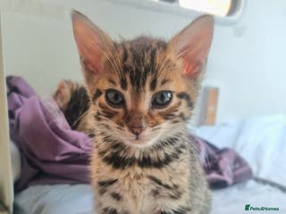 Bengal cats 4 Bengals for ready for new home - Advert 14