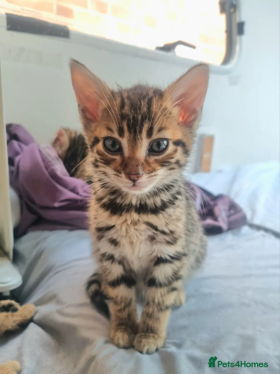 Bengal cats for sale: 4 Bengals for ready for new home - Advert 1