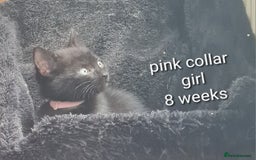Mixed Breed cats for sale: 3 girls 2 boys kittens ready now  - Image 9