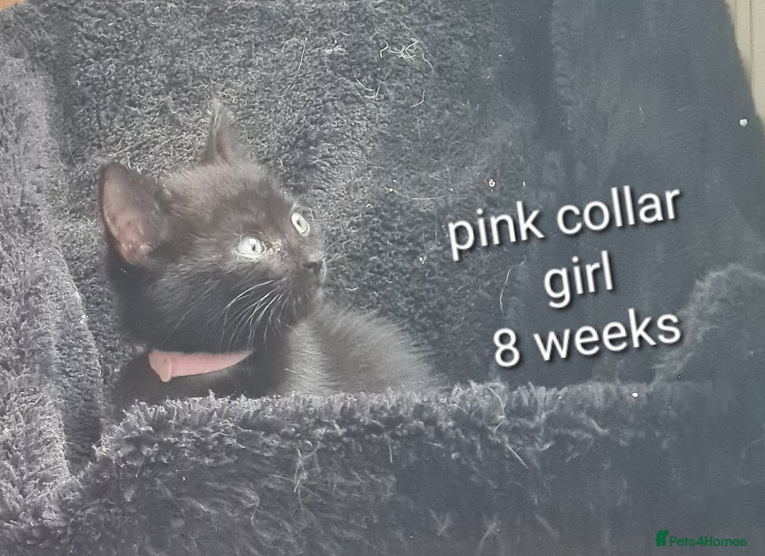 Mixed Breed cats for sale: 3 girls 2 boys kittens ready now  - Image 9