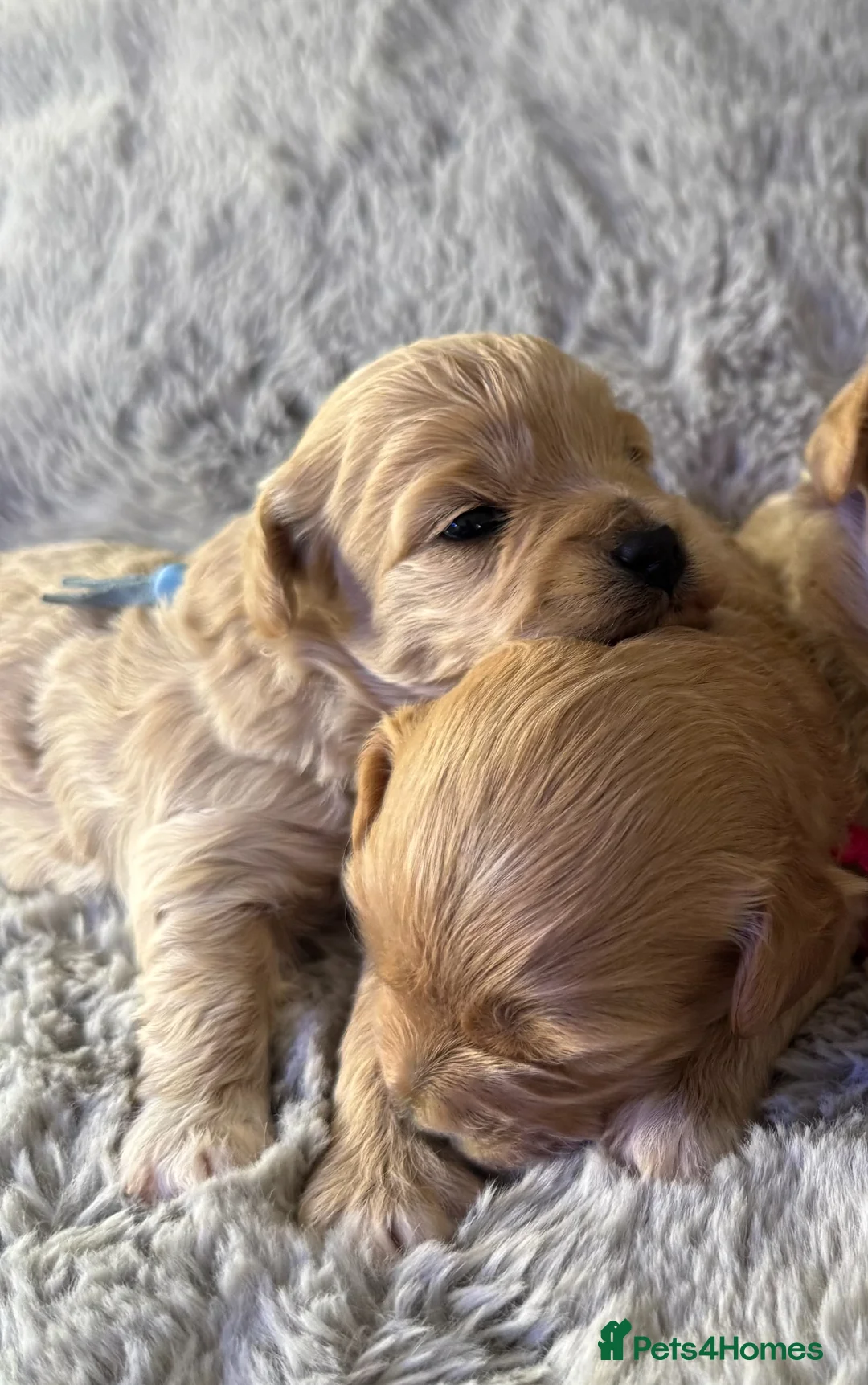 Maltipoo dogs for sale: Beautiful Maltipoo F1 puppies - 2 girls and 2 boys - Advert 40