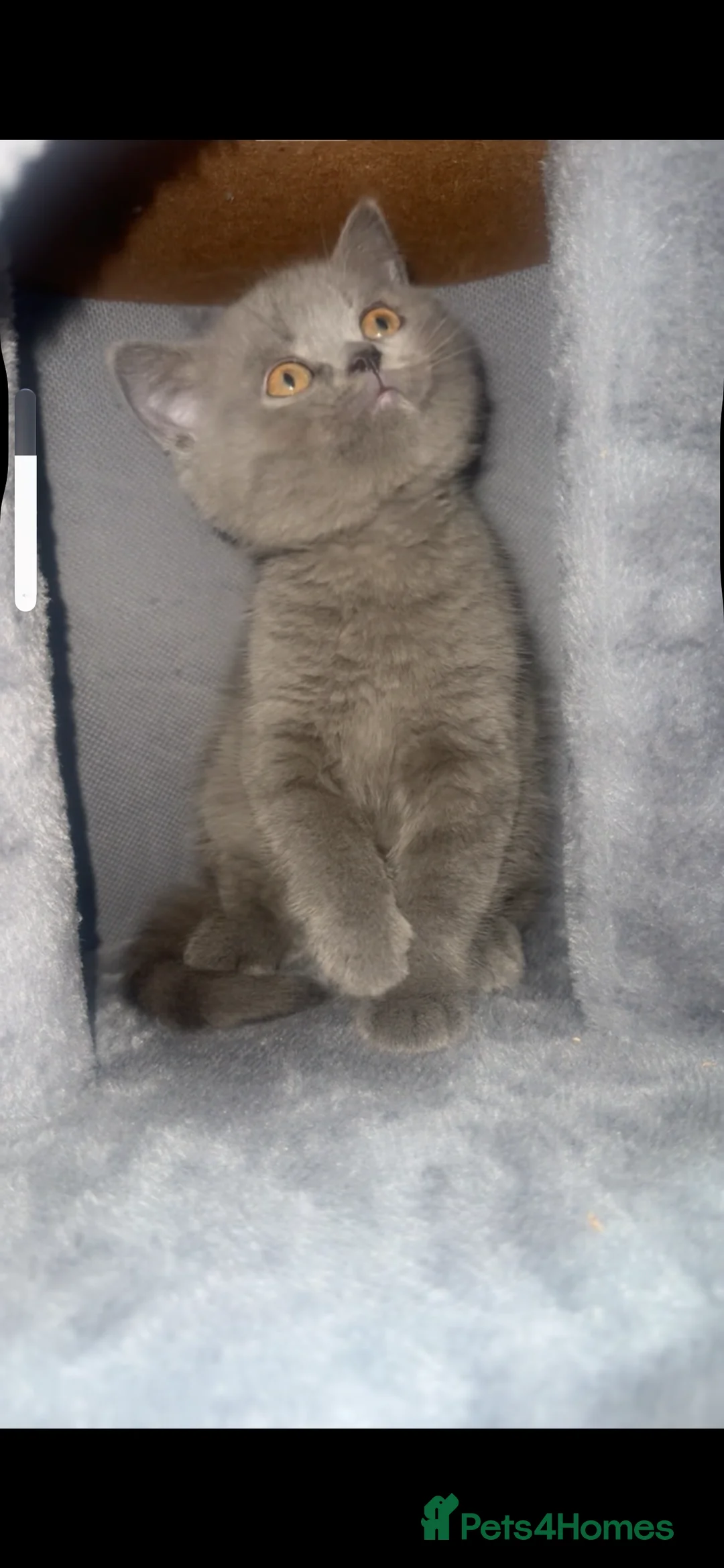 British Shorthair cats for sale: British Shorthair  - Advert 1