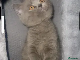 British Shorthair cats British Shorthair - Advert 3