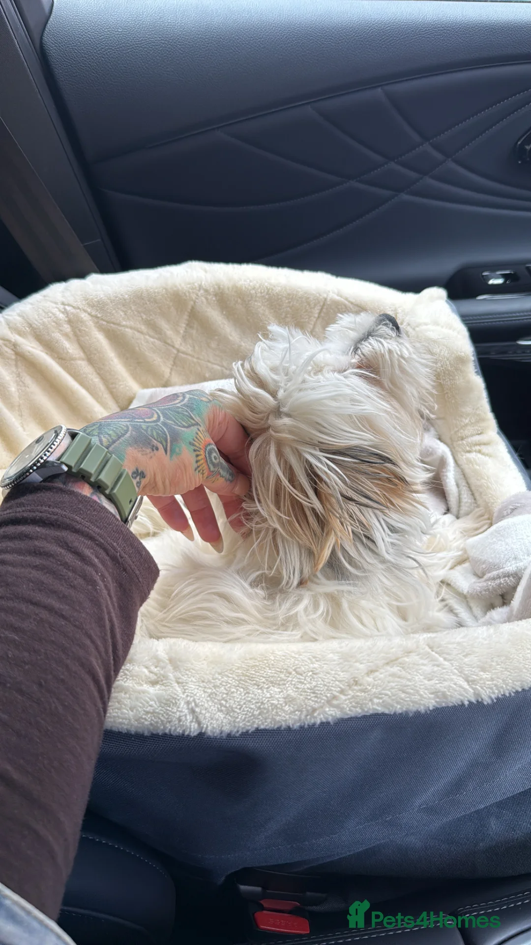 Bichon Frise dogs for sale: Bichon female pup  - Advert 2