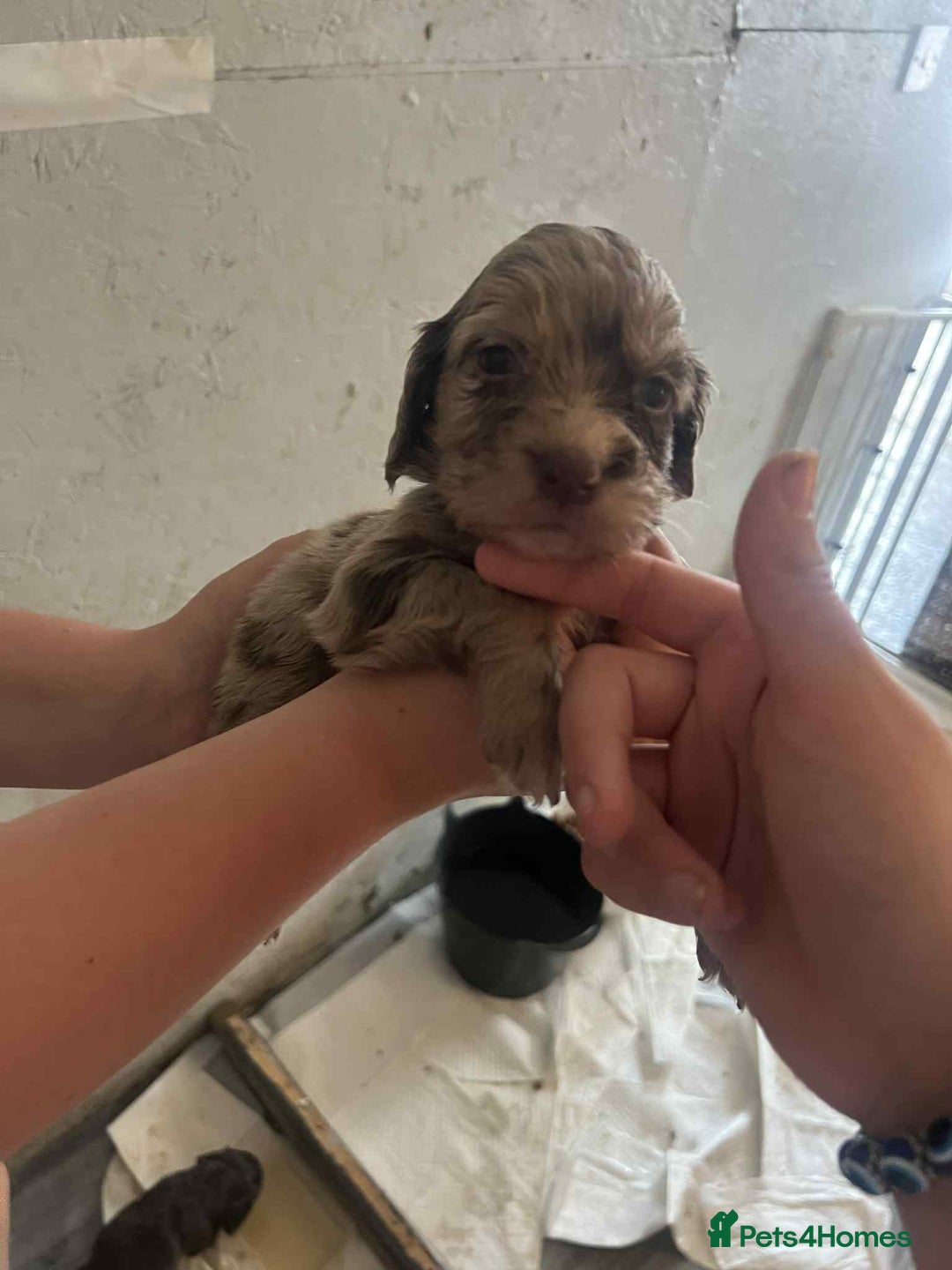 Cocker Spaniel dogs for sale: Merl cocker spaniel puppies  - Image 21