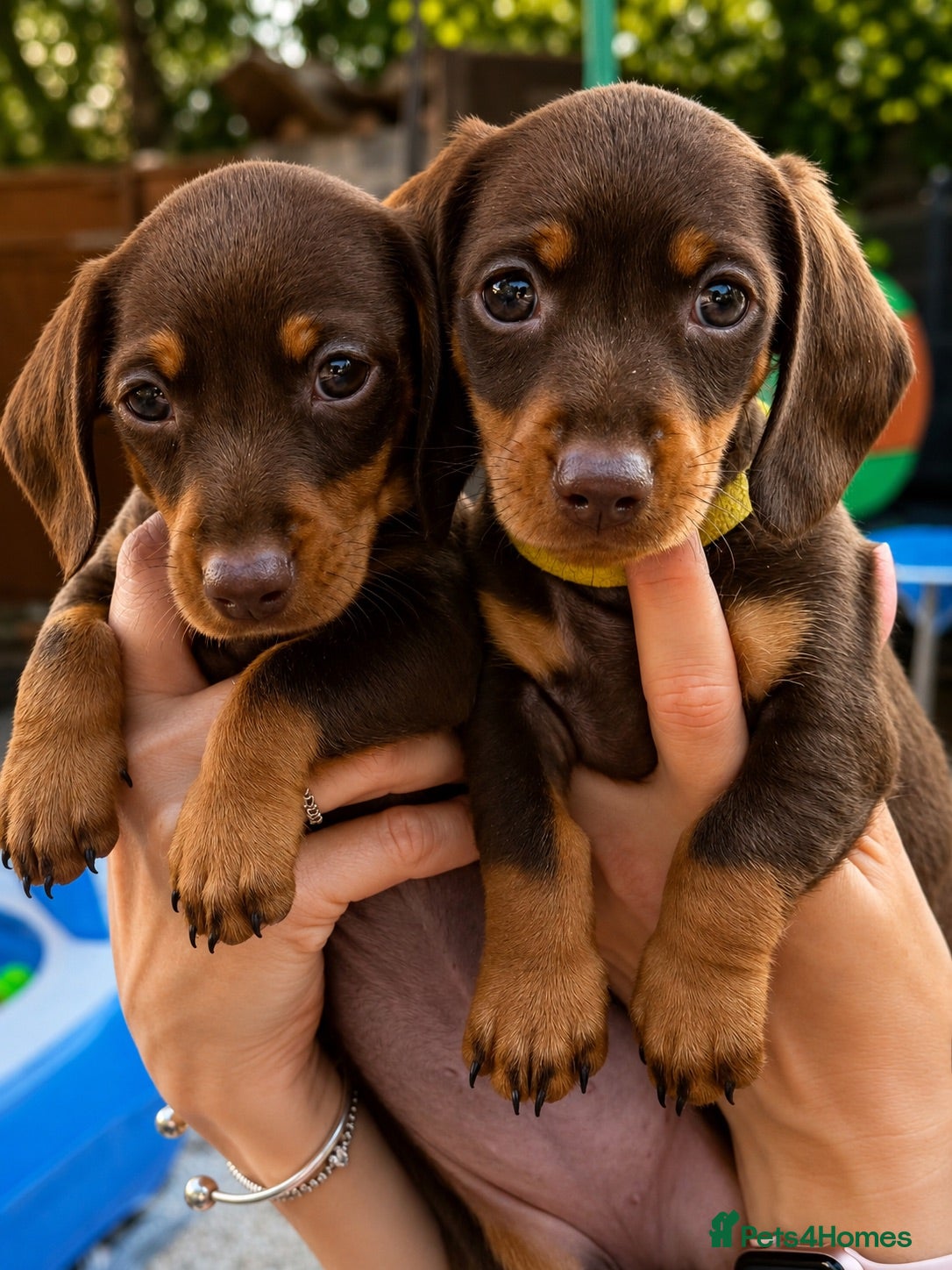 Miniature Dachshund dogs KC Registered Miniature dachshund puppys - Advert 3