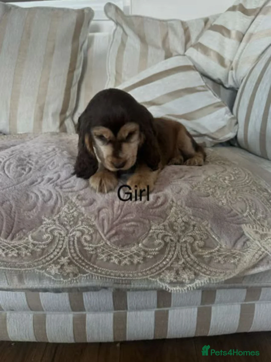 Cocker Spaniel dogs for sale: Stunning Litter Of 5 Cocker Spaniel Puppies - Advert 6