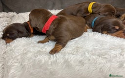 Dachshund dogs for sale: Dacshund puppies - Image 6