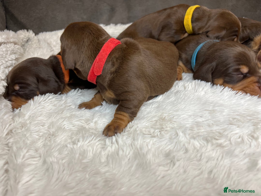 Dachshund dogs for sale: Dacshund puppies - Image 6