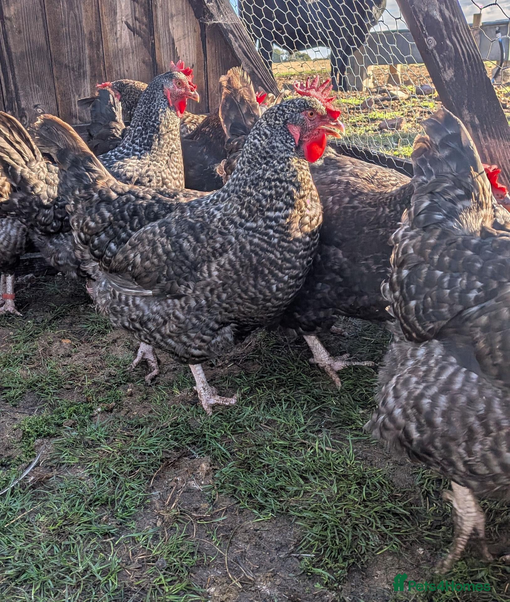 Chickens poultry Marans hens  - Advert 1