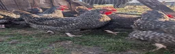 Chickens poultry for sale: Marans hens  - Advert 1