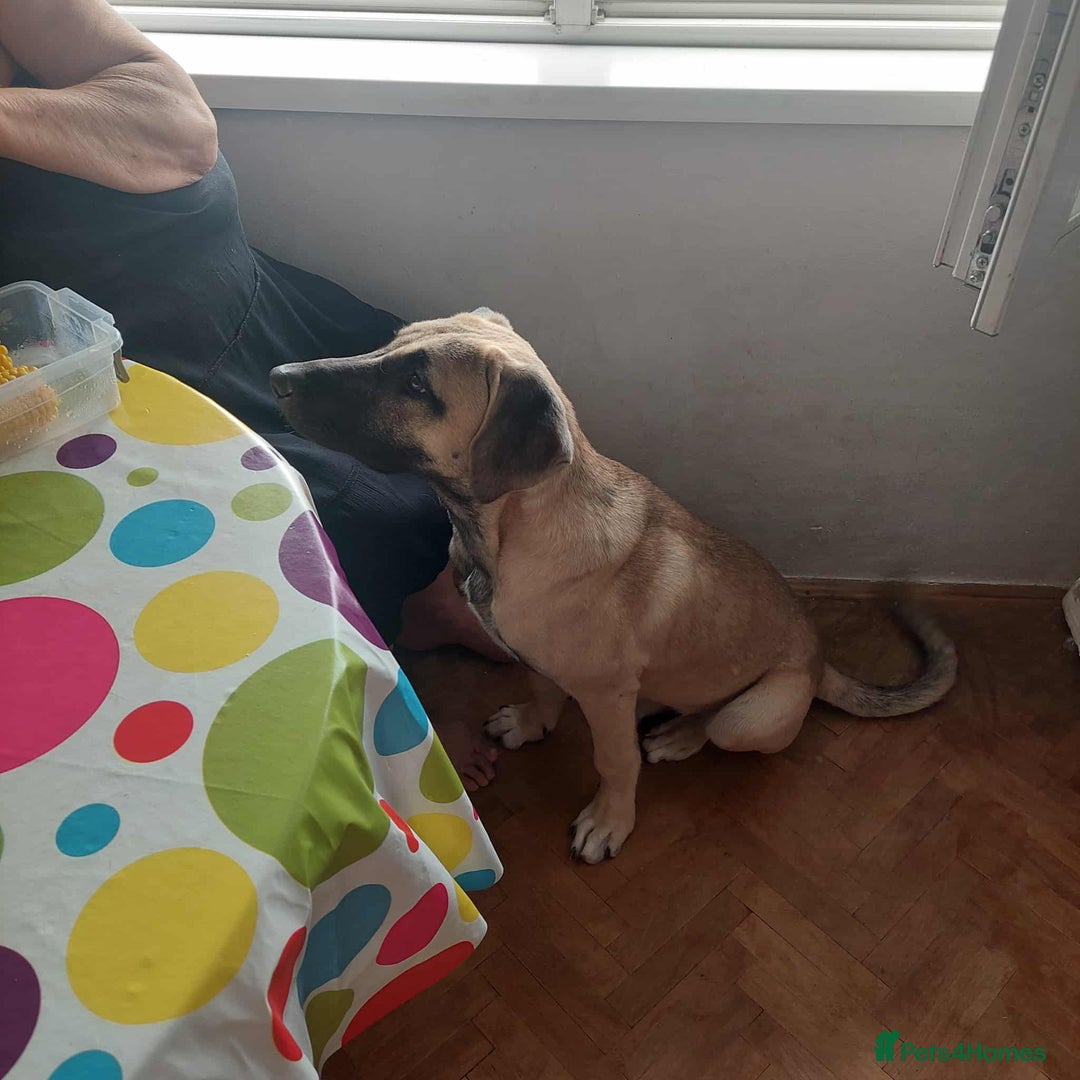 Anatolian Shepherd dogs for adoption: Dzana is 6 month Macedonian rescue pup  - Image 12