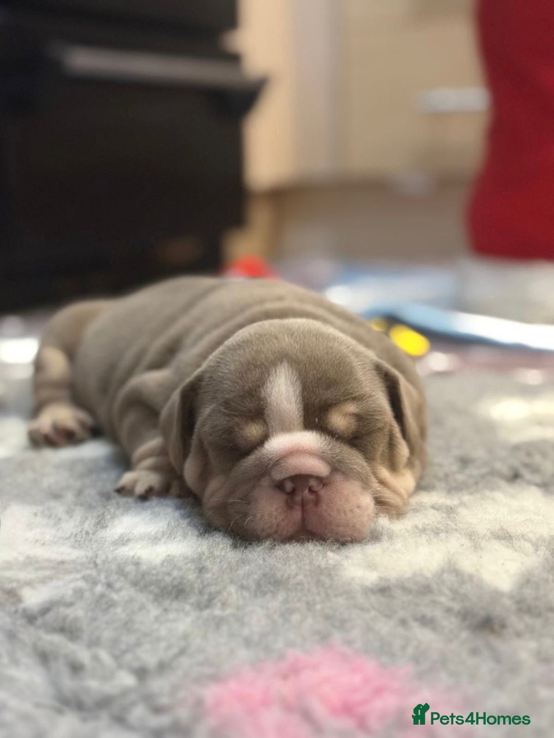 English Bulldog dogs for sale: English Bulldog Pups Fully health Tested Parents  - Advert 10