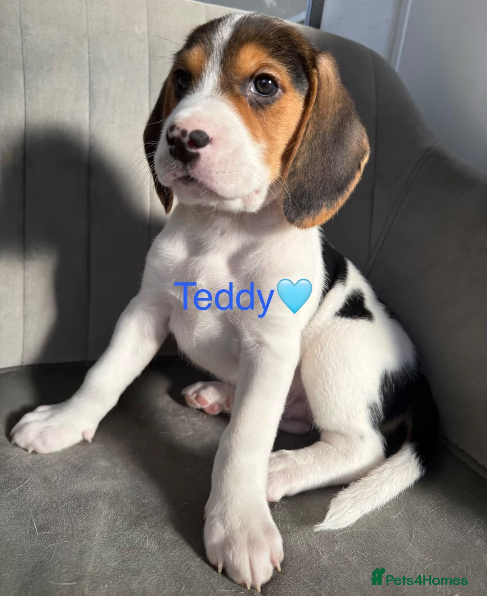 Beagle dogs for sale: Beagle puppies 🐶🐾 - Advert 1