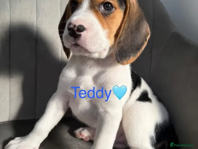 Beagle dogs for sale: Beagle puppies 🐶🐾 - Advert 1