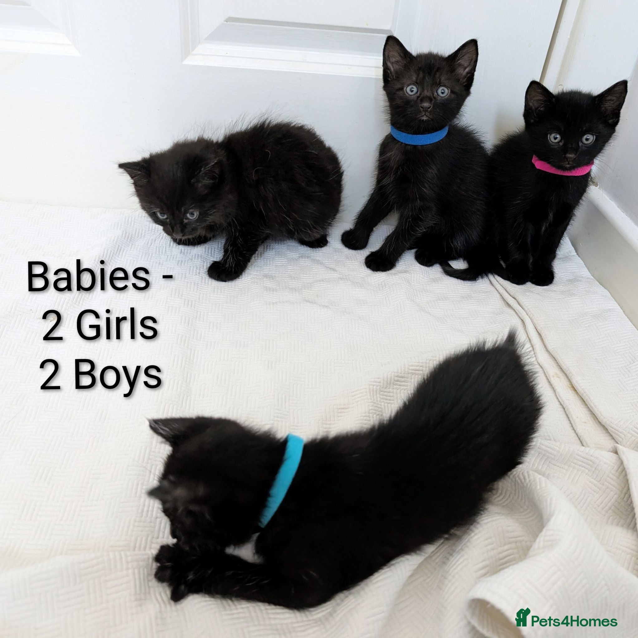 Mixed Breed cats Black Kittens 2 Boys - 2 Girls  - Advert 1