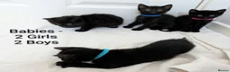 Mixed Breed cats for sale: Black Kittens 2 Boys - 2 Girls  - Advert 1